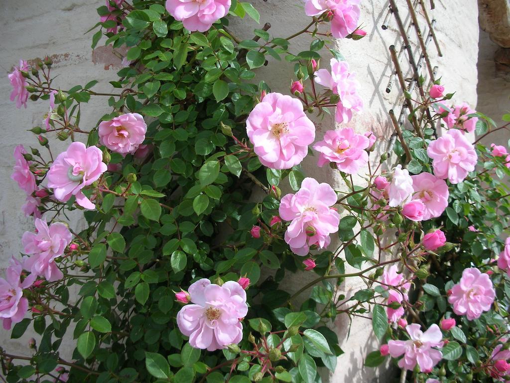 Bed & Breakfast Poggio Dei Prugnoli *